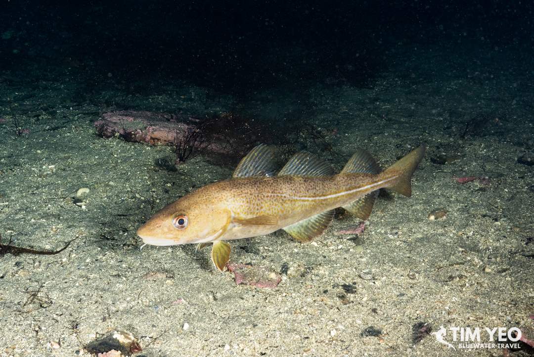 Juvenile cod in Norway