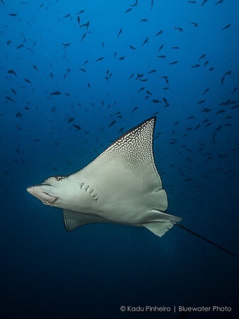 cocos island diving