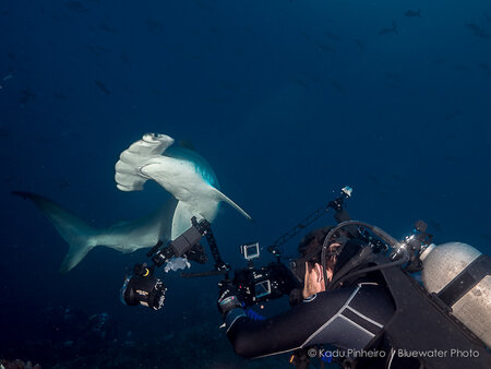 hammerhead shark