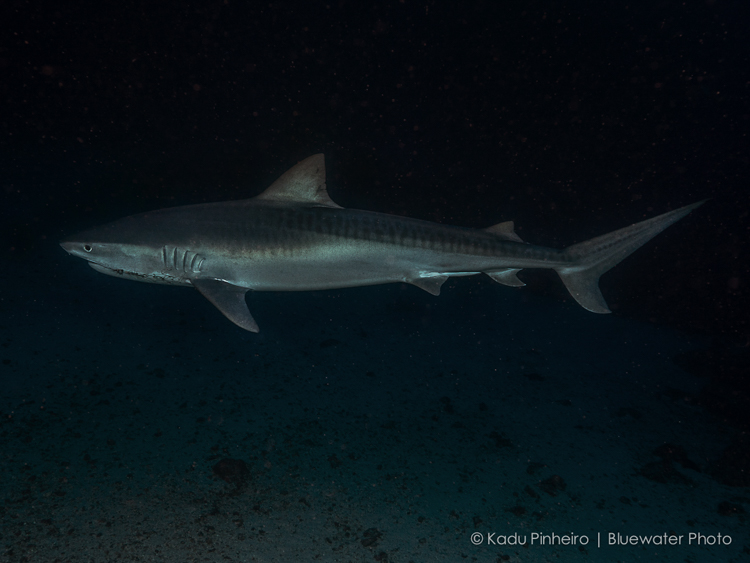 diving cocos islands