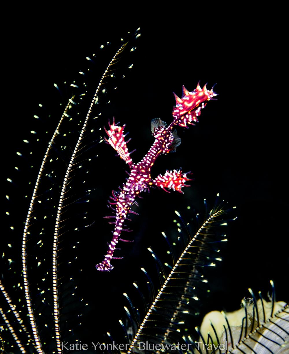 An ornate ghost pipefish in Papua New Guinea