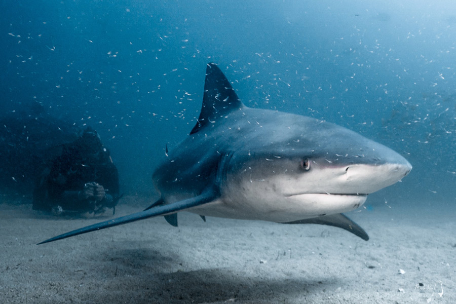 Paul Vukovich Shark