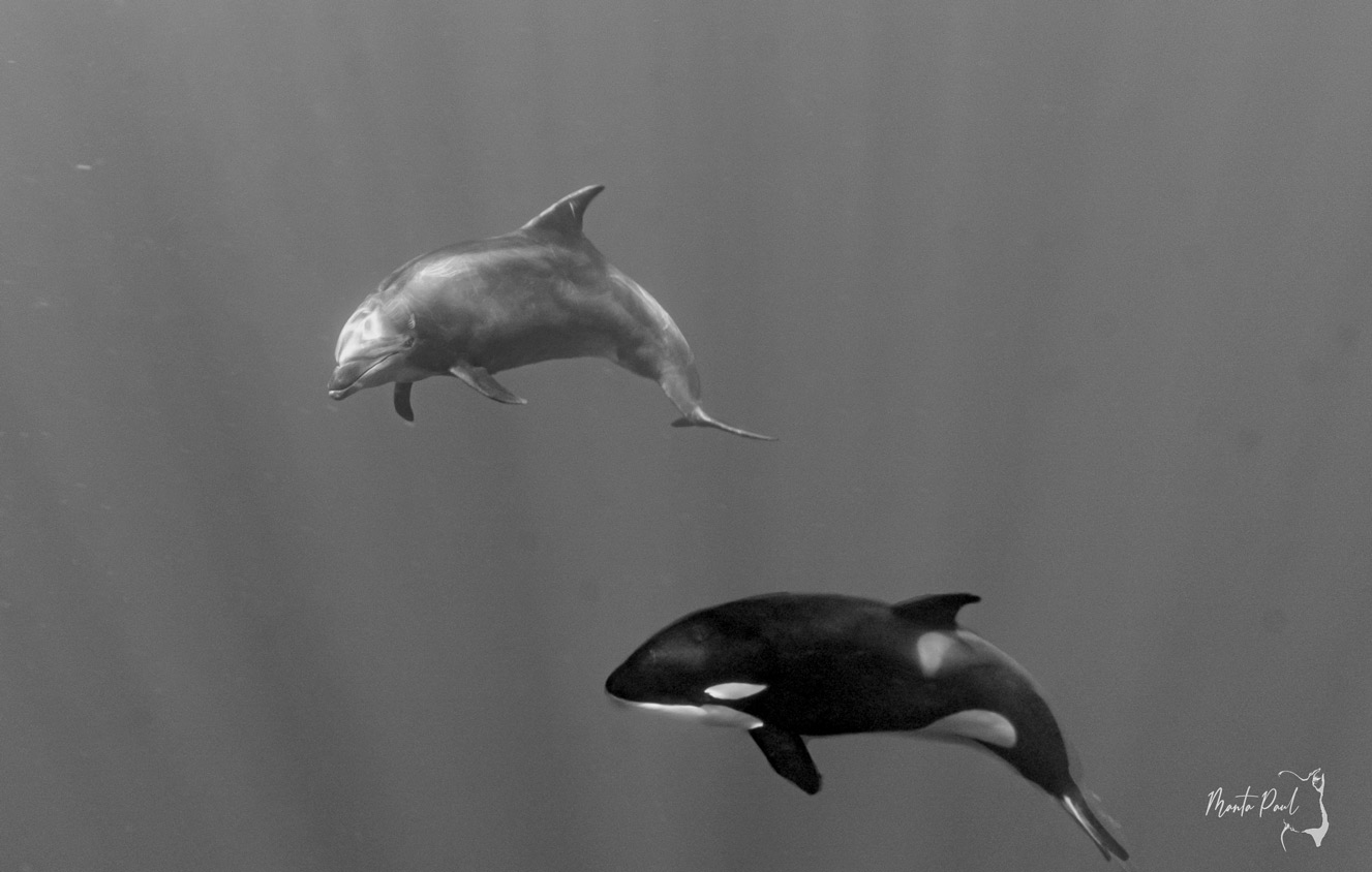Paul Vukovich Orca Whale Dolphin