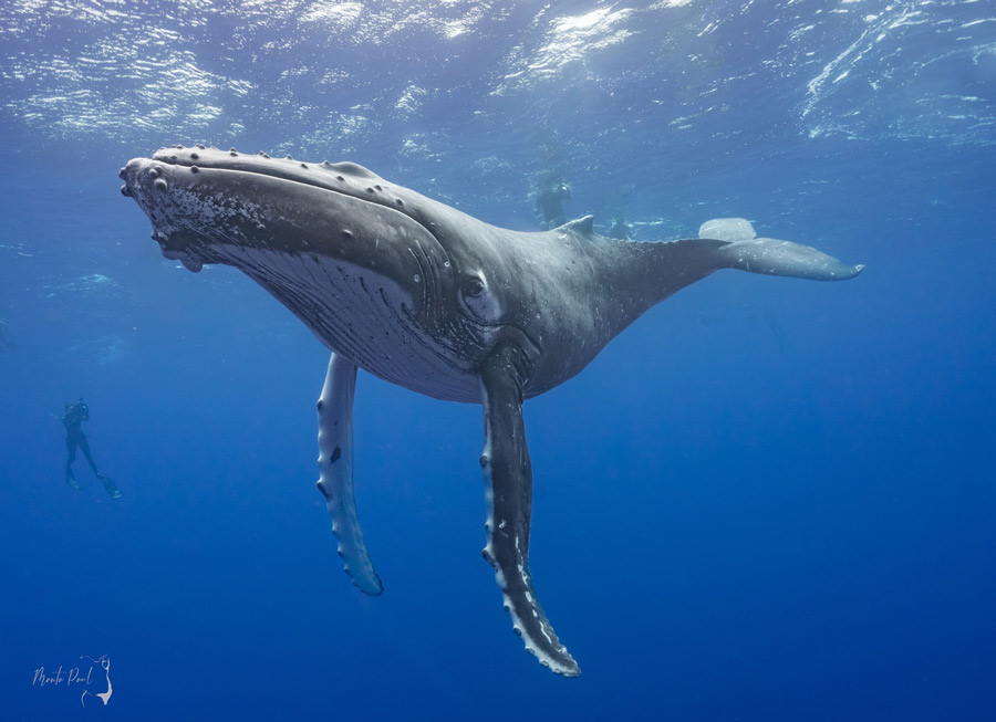 Paul Vukovich Humpback Whale Moorea