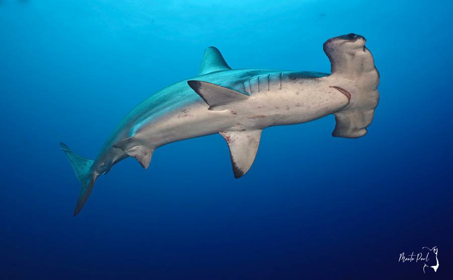 Paul Vukovich Hammerhead Shark