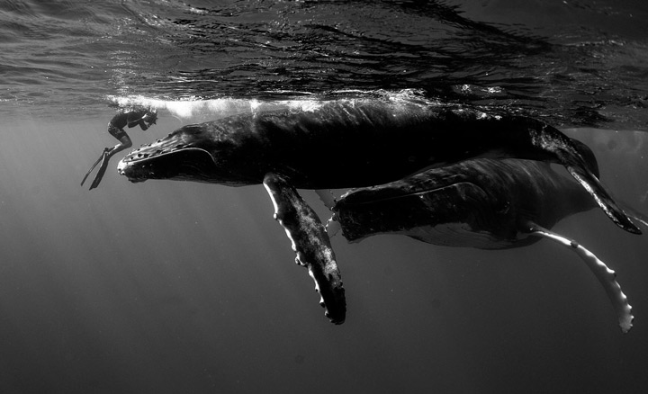 Paul Vukovich Humpback Whale Moorea
