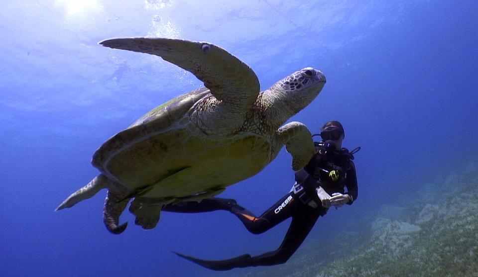 Reef Oasis Dive Club Sharm El Sheikh
