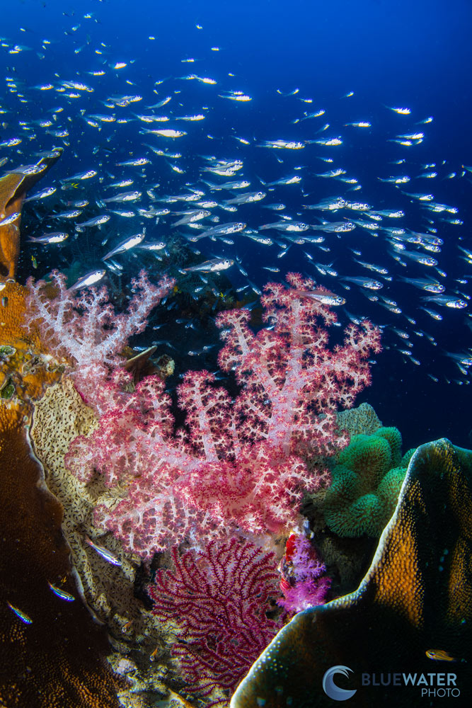 A stunning coral reef in Raja Ampat