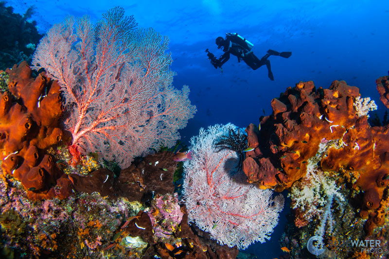 Marine biodiversity in Raja Ampat