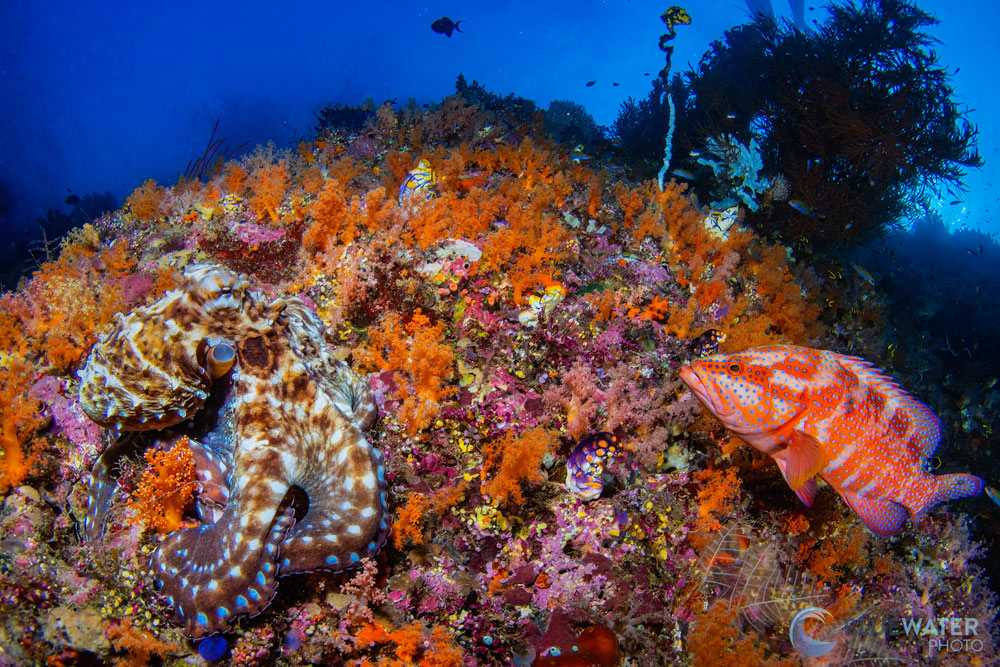 Coral reef in Raja Ampat with fish and an octopus