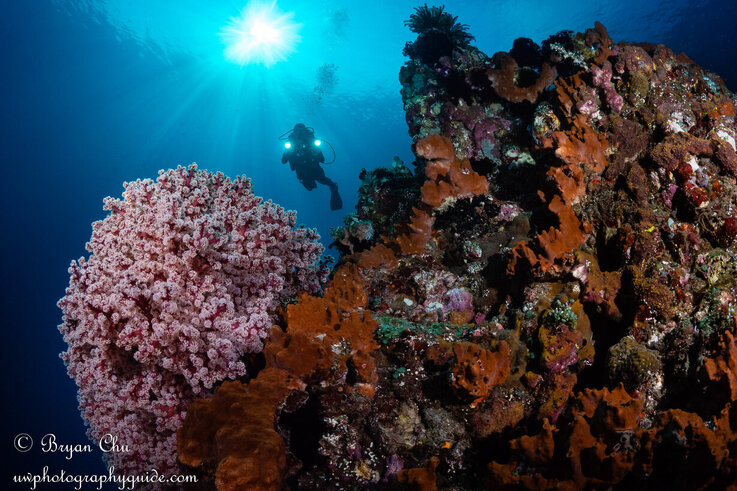 bali diving