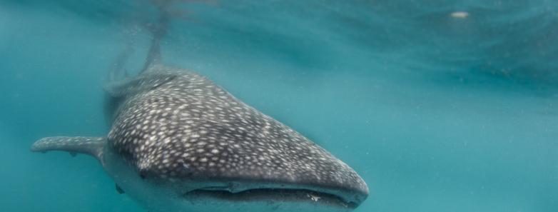 Sea of Cortez 2016 Bluewater Trip