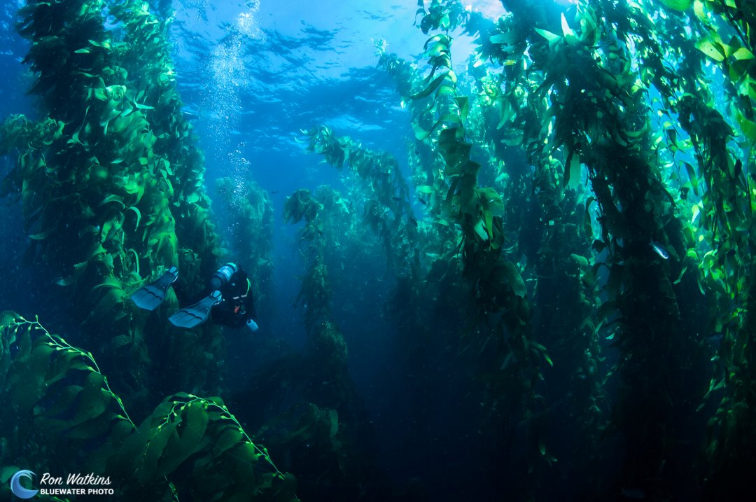 A scuba diver explores a kelp forest in Southern California