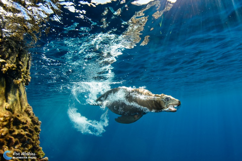 A sea lion dives underwater at the Long Beach Oil Rigs
