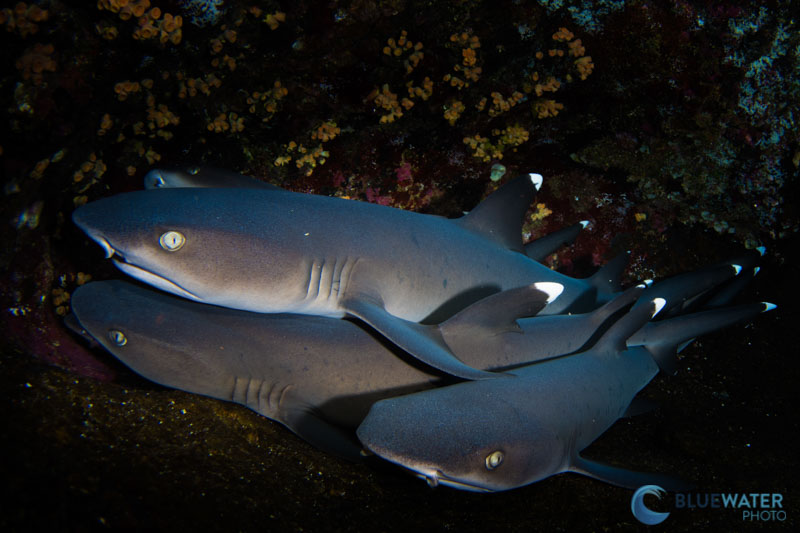 socorro island diving