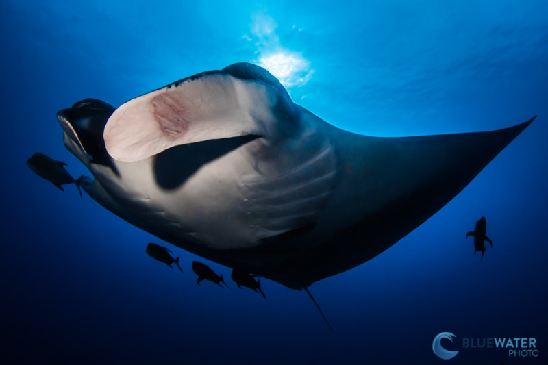 manta ray