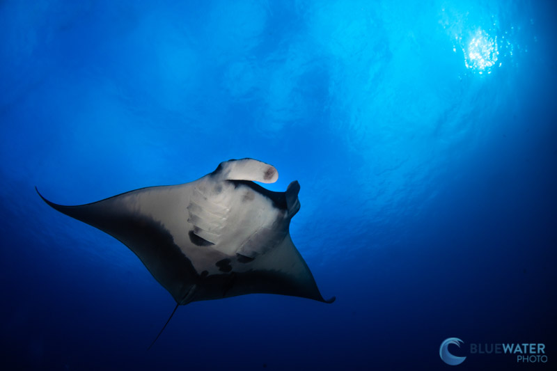 manta ray diving