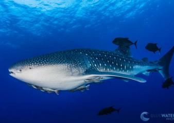 whale shark