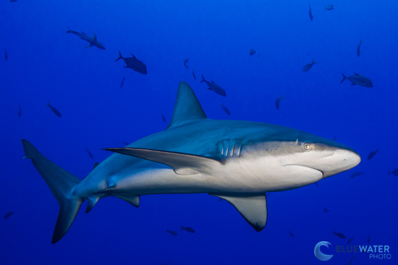 socorro shark diving