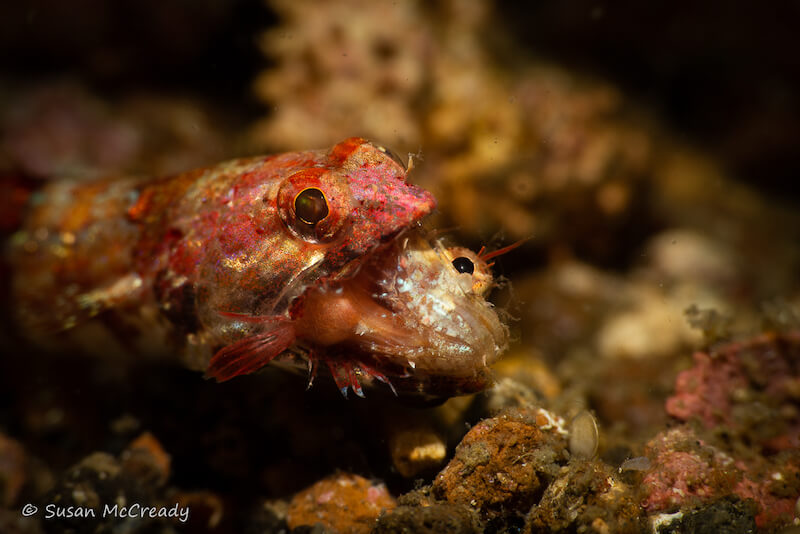 Muck diving in Lembeh