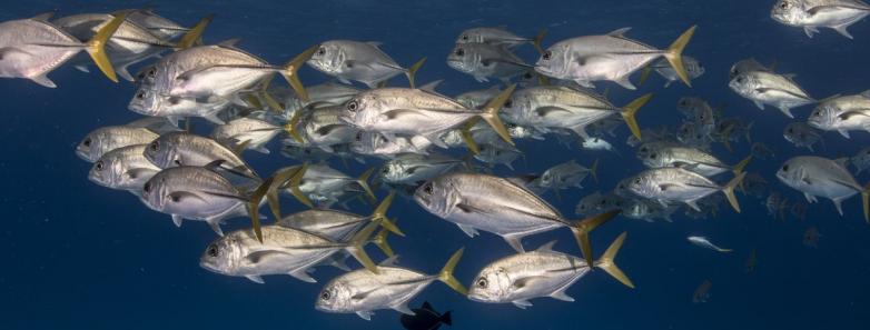 caribbean diving