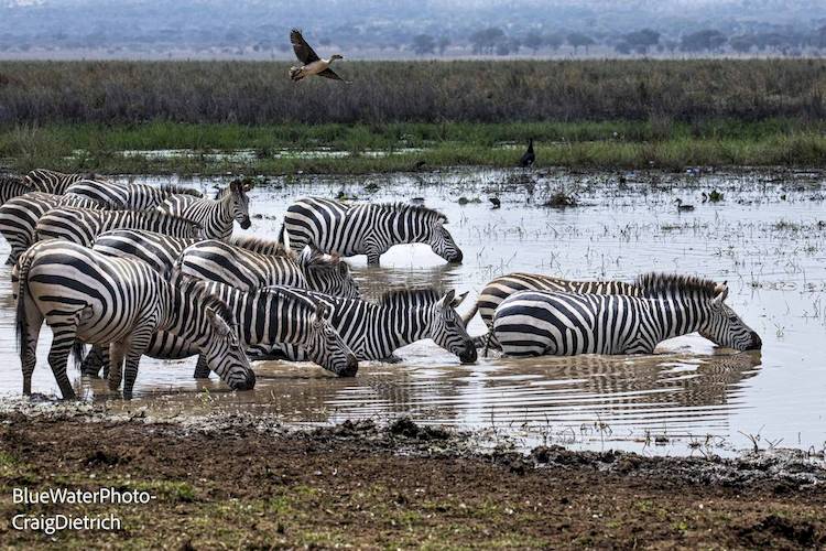 zebra tanzania