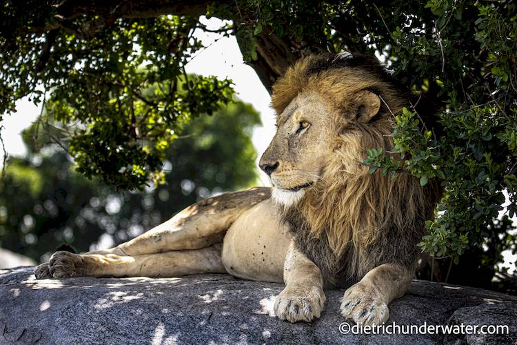 tanzania lions