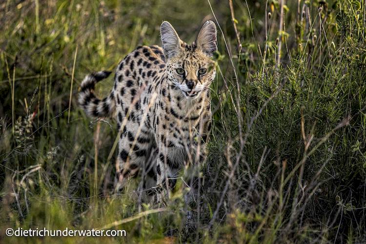 tanzania wildlife