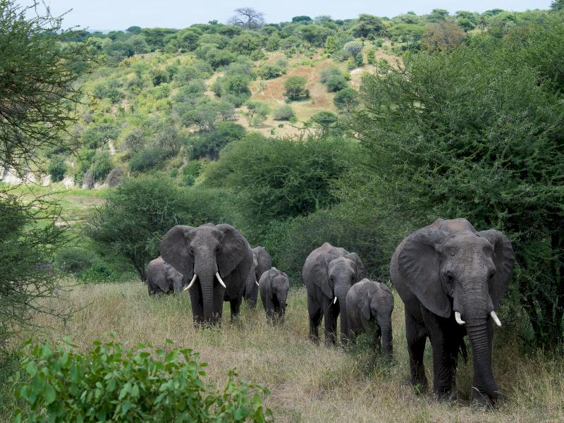 tanzania wildlife