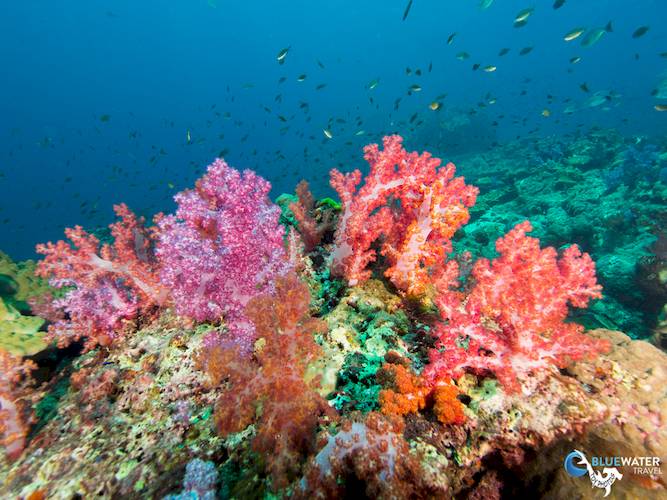 Thailand Diving