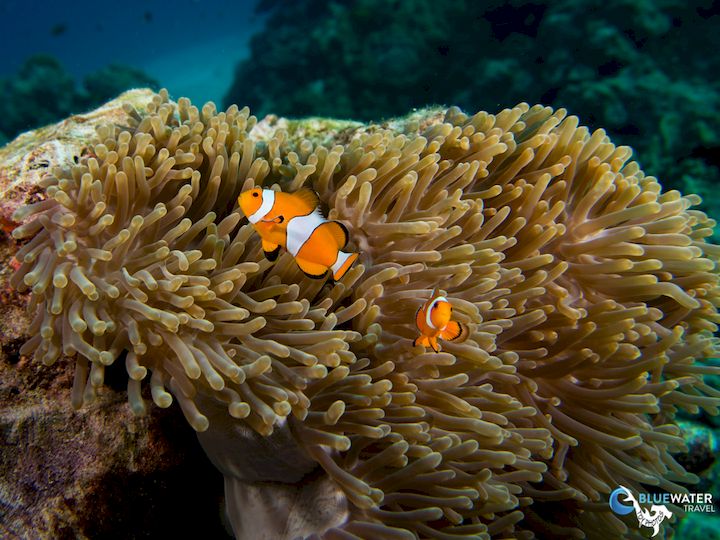 best diving in thailand