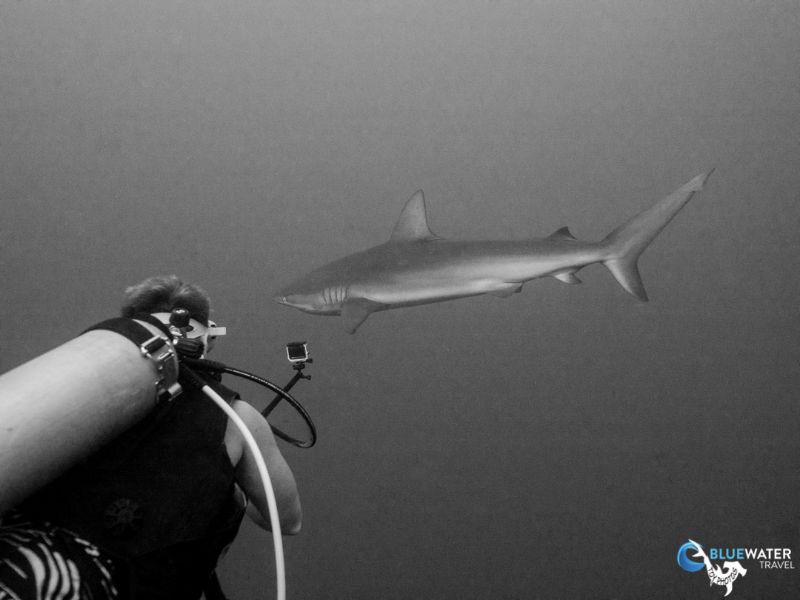 A scuba diver without thermal protection films a shark in the Galapagos.