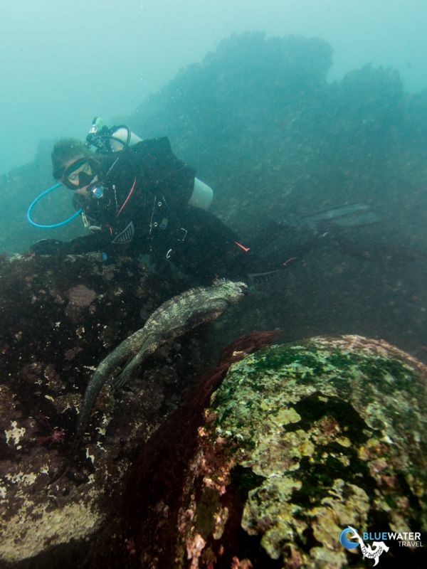 A diver wears gloves to hold onto a rock in the Galapagos.