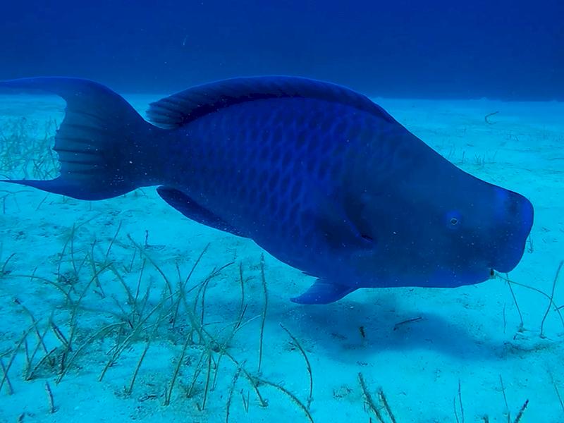 blue parrotfish belize