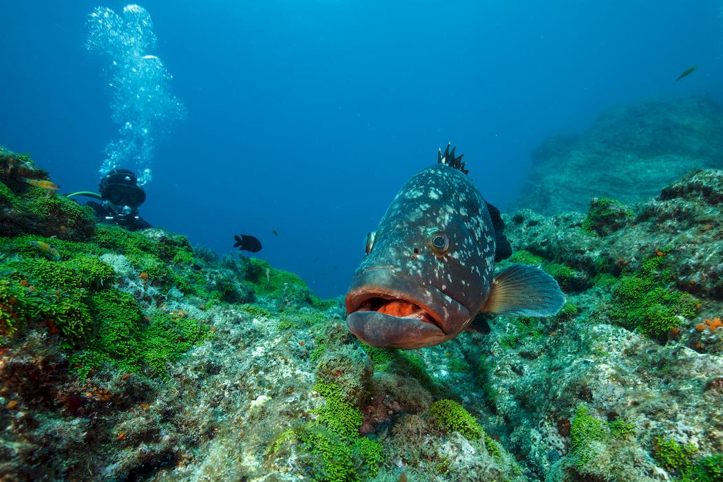 Azores diving