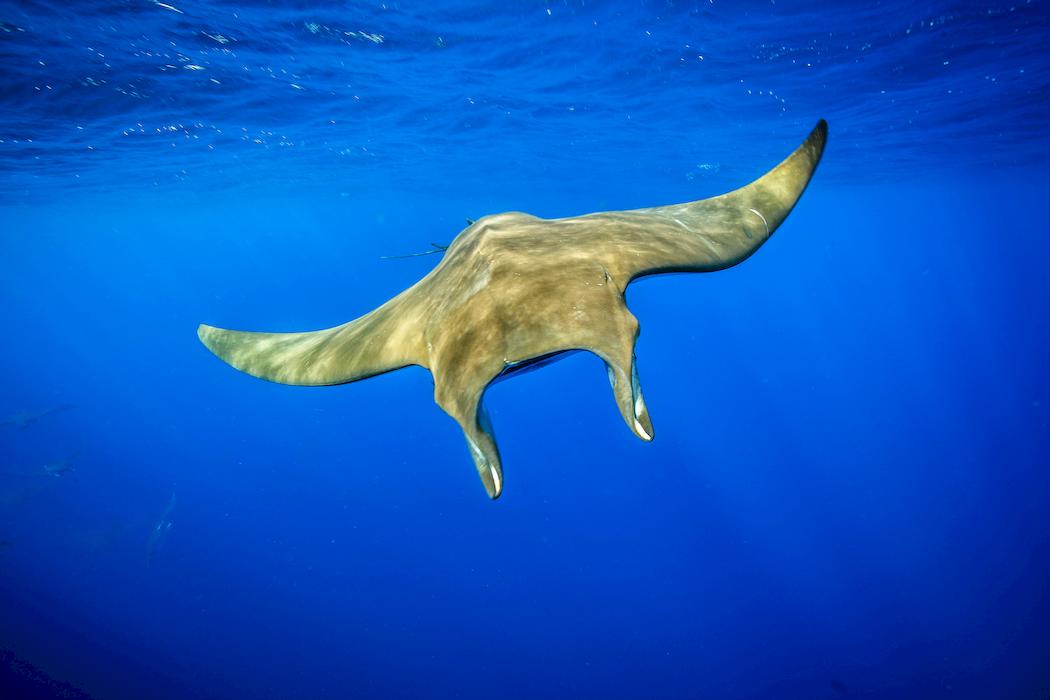 Azores scuba diving