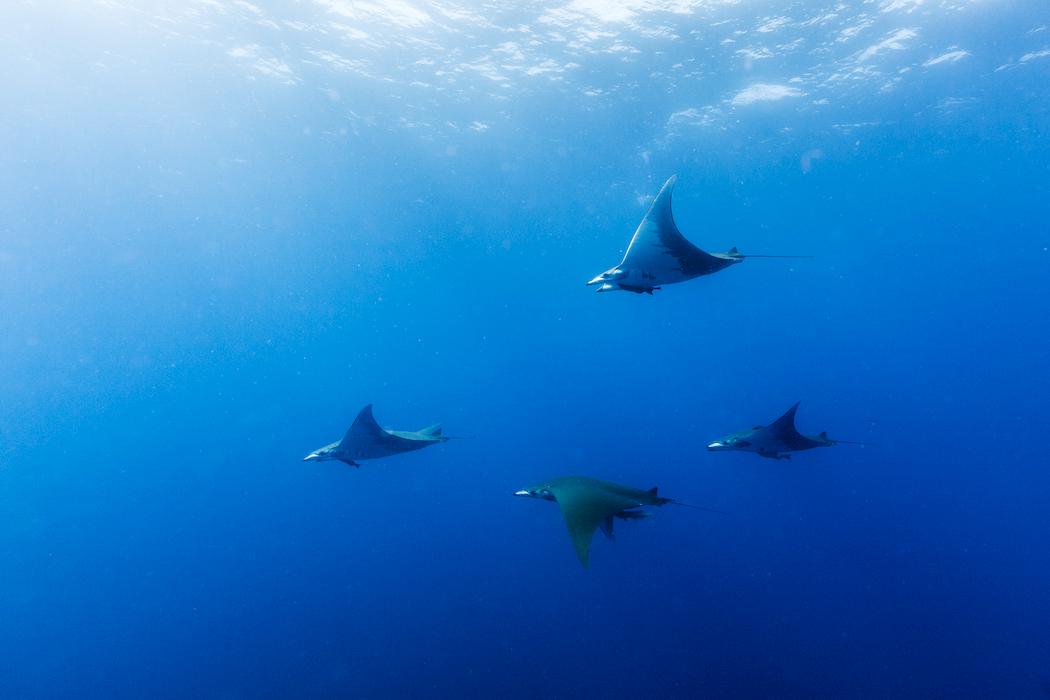 Azores manta rays