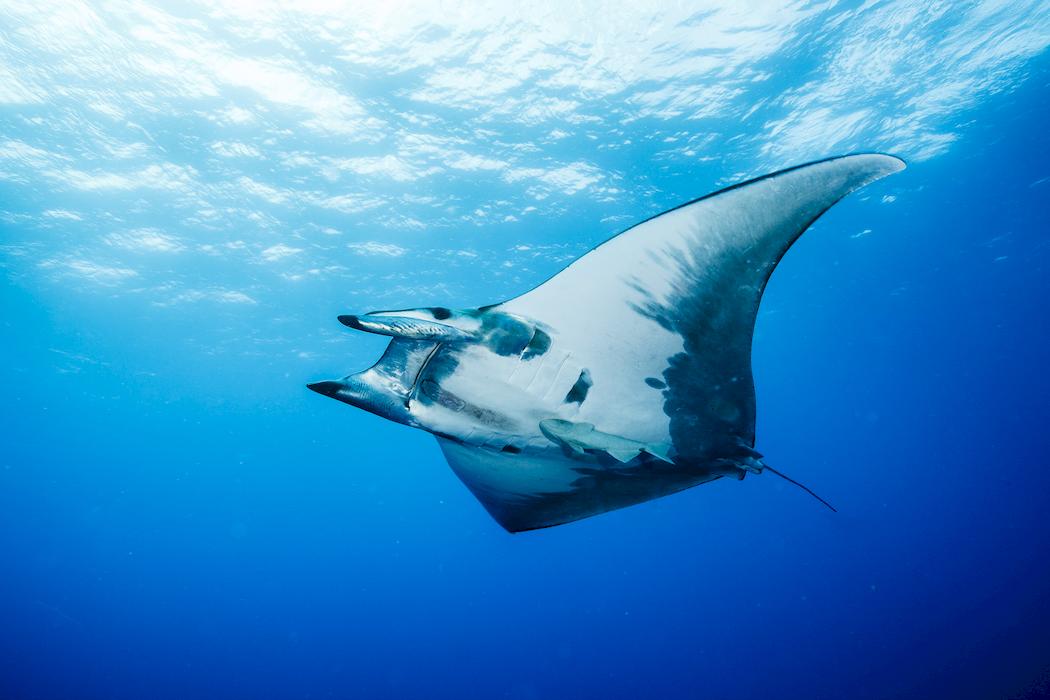 scuba diving Azores