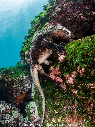 Galapagos - Marine Iguana