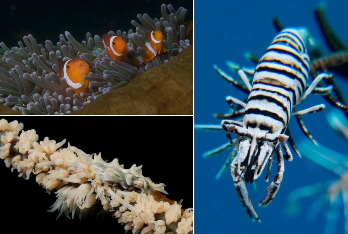 Aiyanar Marine Life