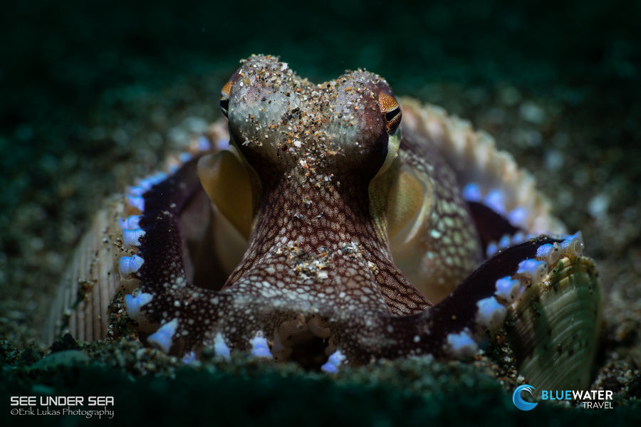 Tiny octopus hides at Anilao