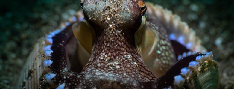 Anilao octopus