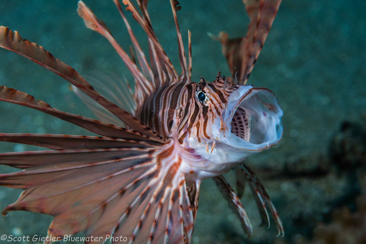 A lionfish with its mouth agape in Anilao