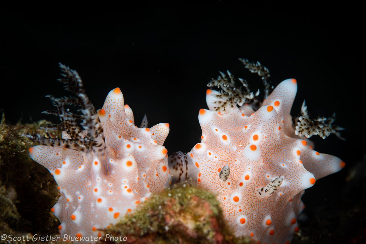 A pair of nudibranchs in Anilao