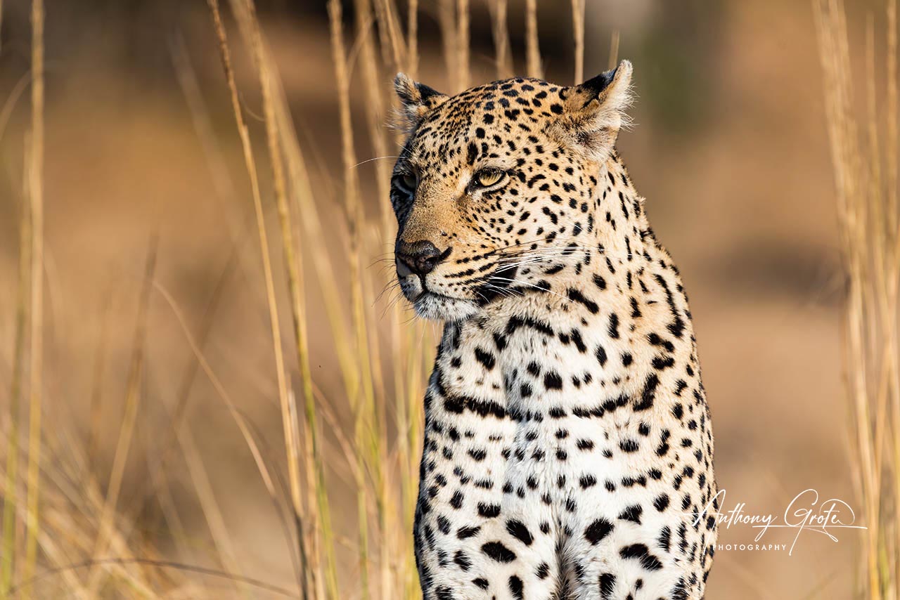 Africa Leopard