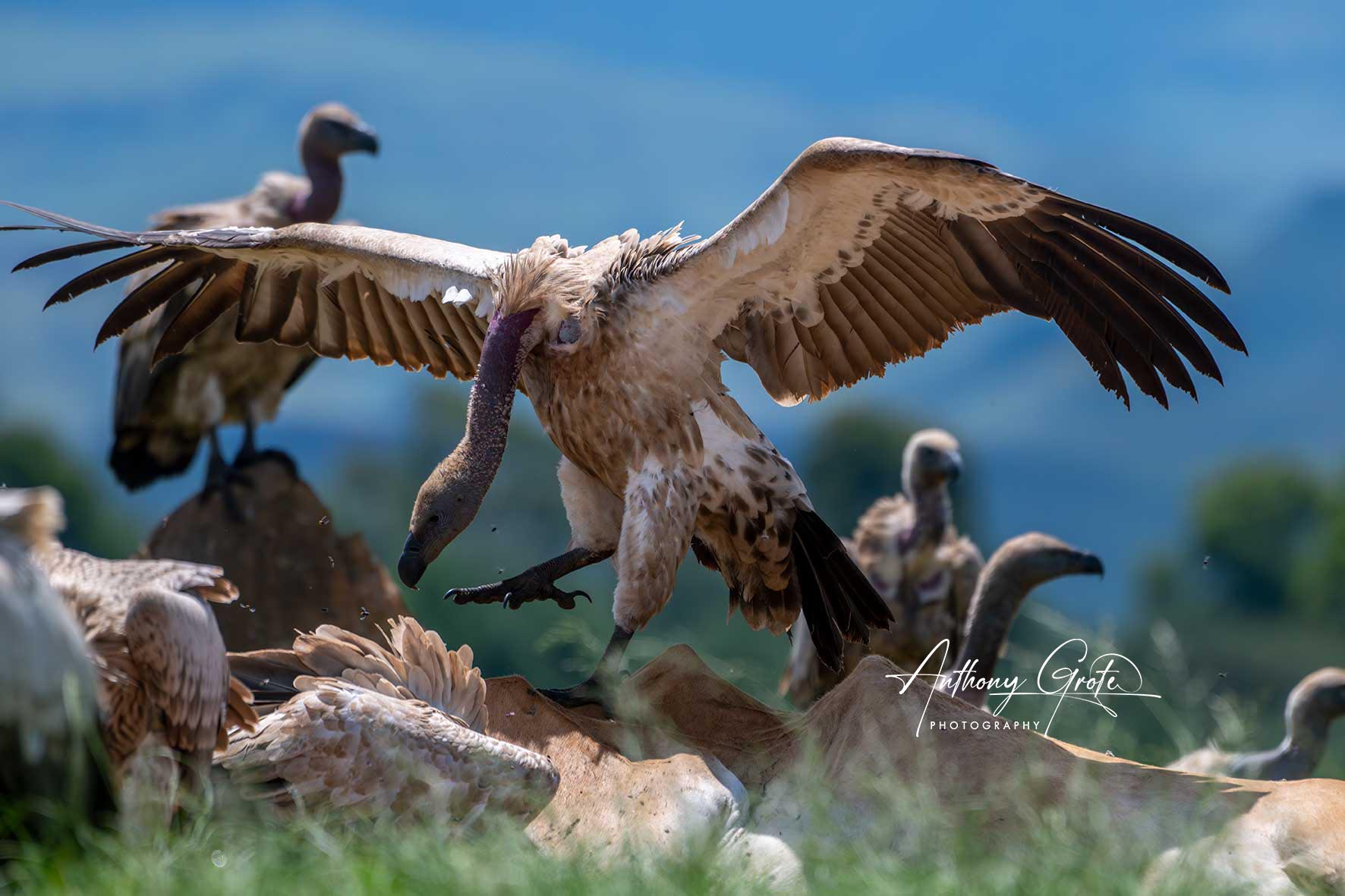African Vulture eating prey