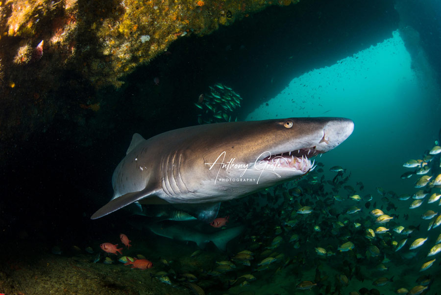 Shark underwater