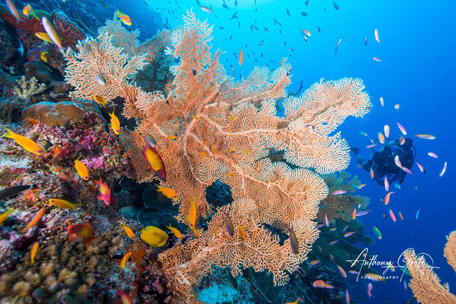 Underwater reef colorful fan sponge