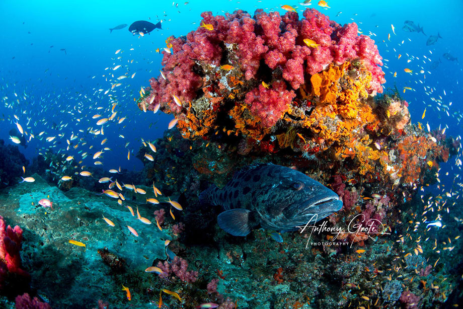 Underwater reef colorful