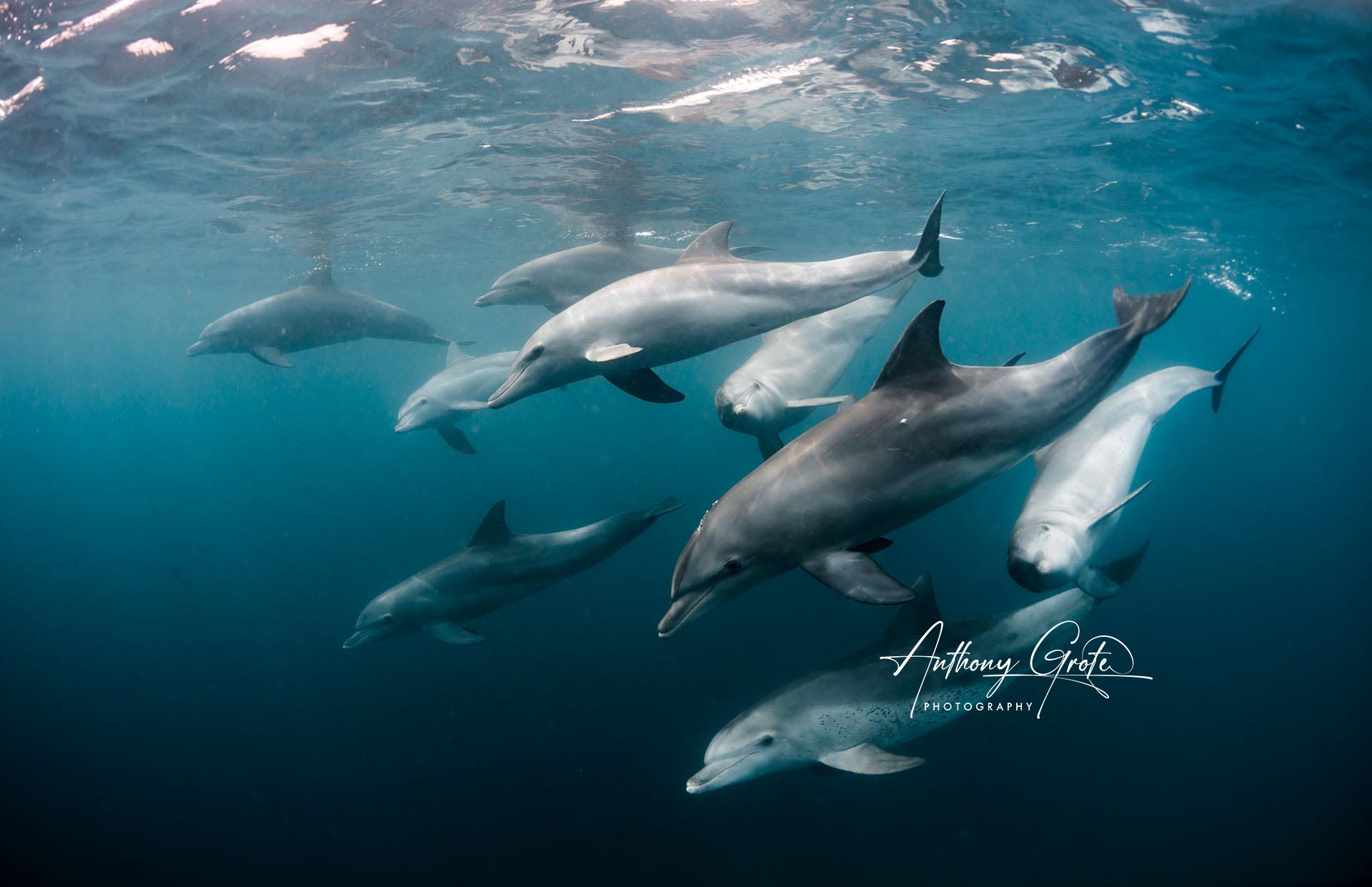 Underwater pod of dolphins